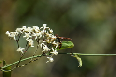 Polistes weyrauchorum