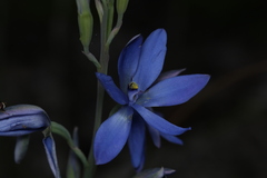 Thelymitra crinita