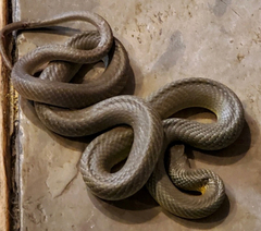 Coluber constrictor flaviventris