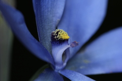 Thelymitra crinita