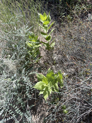 Ambrosia ilicifolia