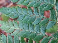 Polystichum × luerssenii