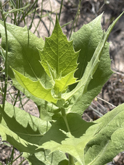 Ambrosia ilicifolia