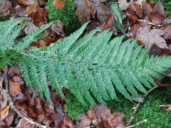 Dryopteris affinis borreri