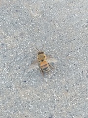Apis mellifera