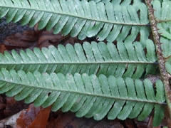 Dryopteris affinis borreri