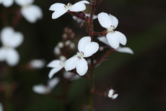Stylidium diversifolium