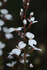 Stylidium diversifolium