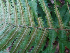 Dryopteris affinis borreri