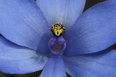 Thelymitra crinita