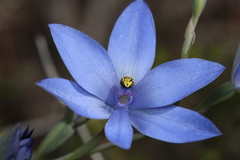 Thelymitra crinita