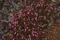 Stylidium recurvum