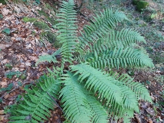 Dryopteris affinis borreri
