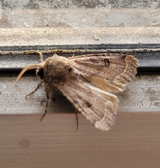 Protorthodes melanopis