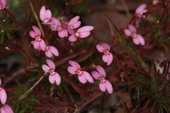 Stylidium recurvum