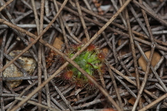 Drosera hyperostigma