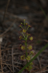 Drosera porrecta