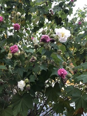 Hibiscus mutabilis