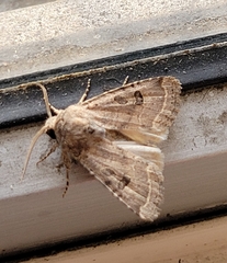 Protorthodes melanopis