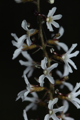 Stylidium carnosum
