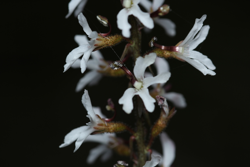 Fleshy-leaved Triggerplant