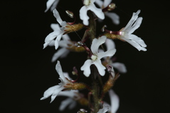 Stylidium carnosum