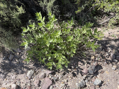 Ambrosia ilicifolia
