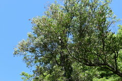 Cephisus siccifolius