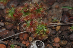 Drosera hyperostigma