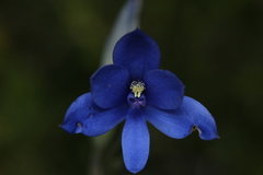 Thelymitra crinita