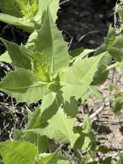Ambrosia ilicifolia