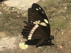 Papilio coroebus
