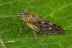 Omalophora pectoralis