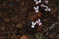 Stylidium hispidum