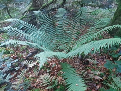 Dryopteris affinis borreri