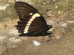 Papilio coroebus