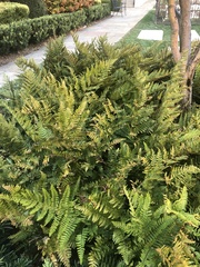 Dryopteris erythrosora