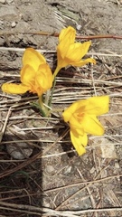 Crocus gargaricus