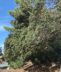 Quercus durata durata