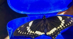 Papilio coroebus