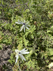 Passiflora palmeri