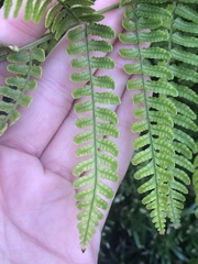 Dryopteris erythrosora