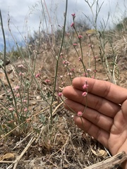 Eriogonum roseum