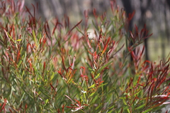Acacia burrana