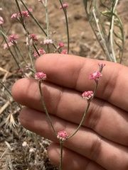 Eriogonum roseum
