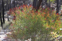 Acacia burrana