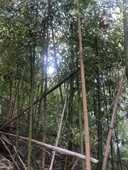 Bambusoideae