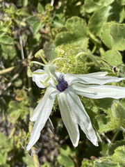 Passiflora palmeri