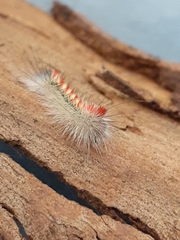 Trichiocercus sparshalli