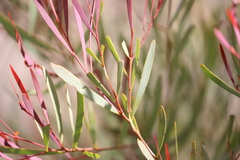 Acacia burrana